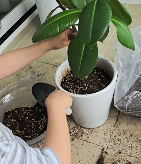 인도고무나무를 잘 자리잡아주고 흙을 채워줍니다.