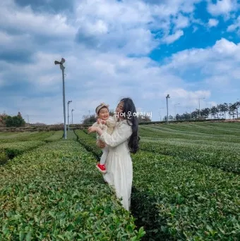 제주 오설록 티뮤지엄 관람 팁과 근처 카페 안내_19