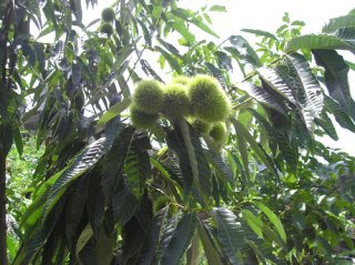 말복 입추 처서