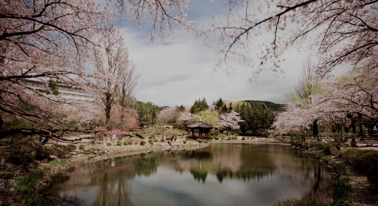 경주 보문관광단지 벚꽃길 전경. [ⓒ대한민국 구석구석]