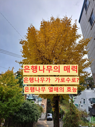 은행나무 유래 낭만이 가득한 은행나무 가로수길 열매 특징 및 효능