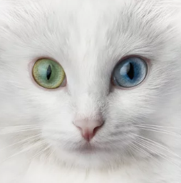 Turkish Angora cat/출처:어도비스톡