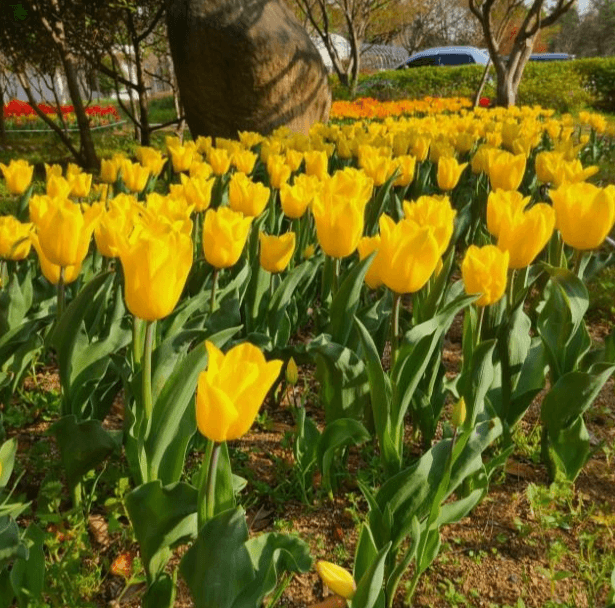 2025 하늘빛수목정원 튤립축제: 봄날의 로맨스를 담다!!