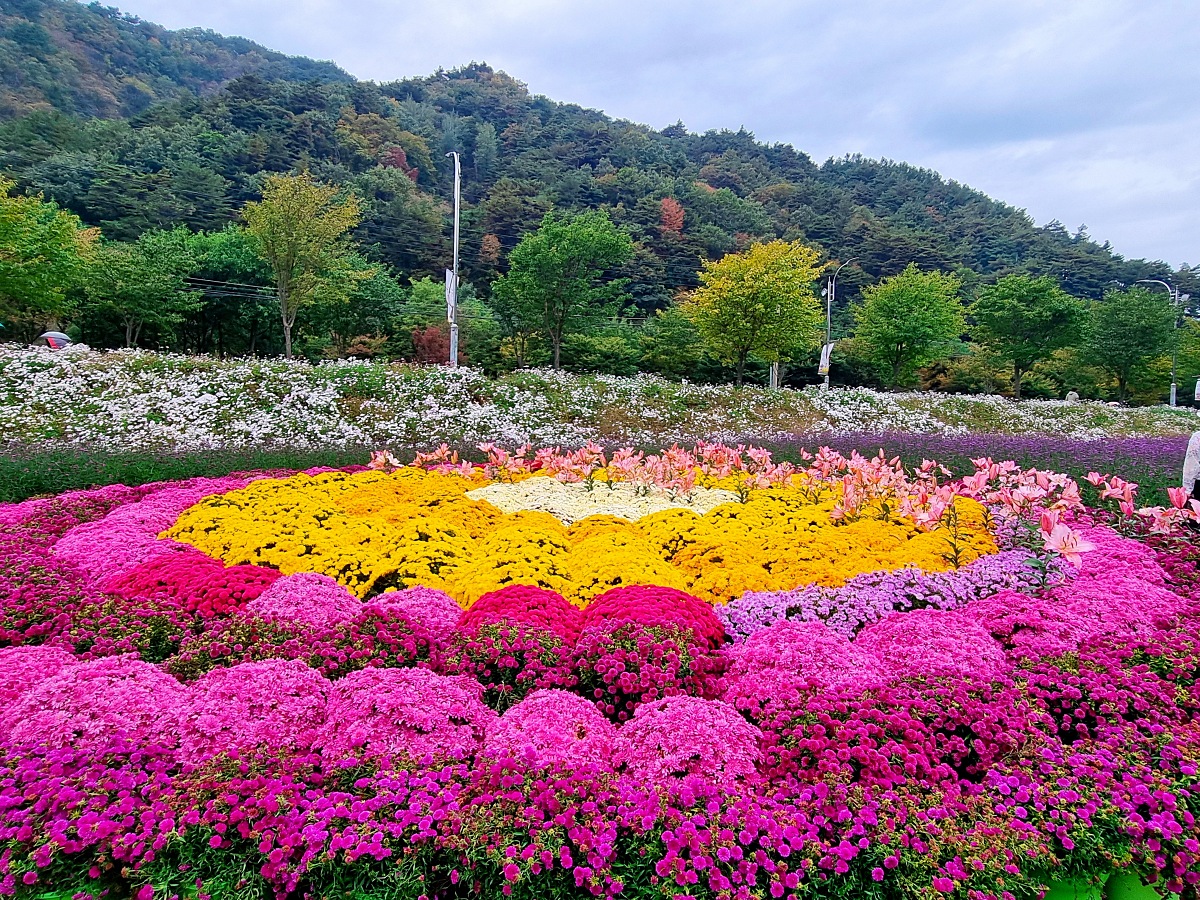 다시 찾아간 2024 인제 가을꽃축제: 국화&amp;#44; 야생화&amp;#44; 수변산책로&amp;#44; 숲 속 꽃길의 매력
