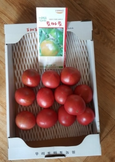 6시내고향-대저토마토-우리토마토농장