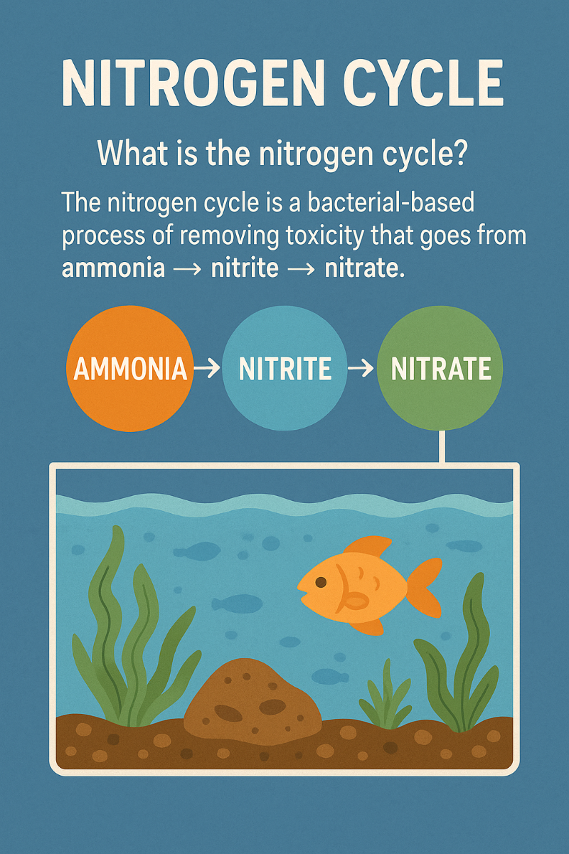 질소 사이클 흐름을 보여주는 인포그래픽