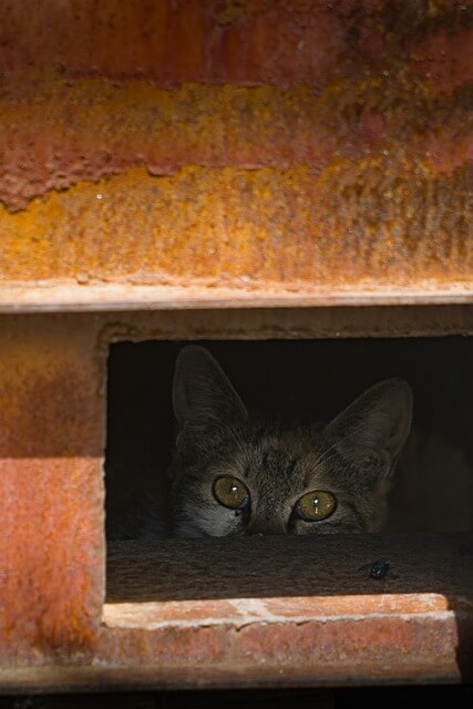 천안 길고양이 학대