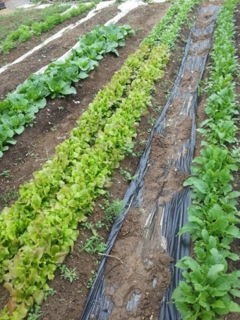 공익직불금 신청하기