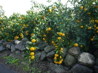 감귤 재배 노지 월동 비가림 하우스 관수 관리_10