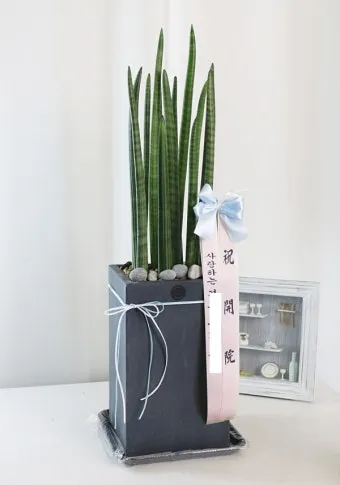실내화분 이동 스트레스 줄이기 화분자리 변경 단계적적응 빛조절 요령_13