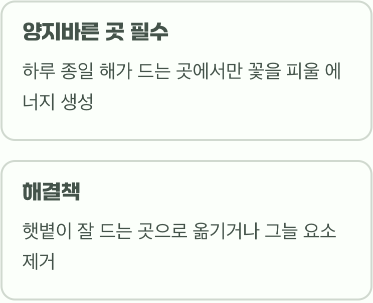 이유 1: 햇빛을 너무나도 사랑하는 나무