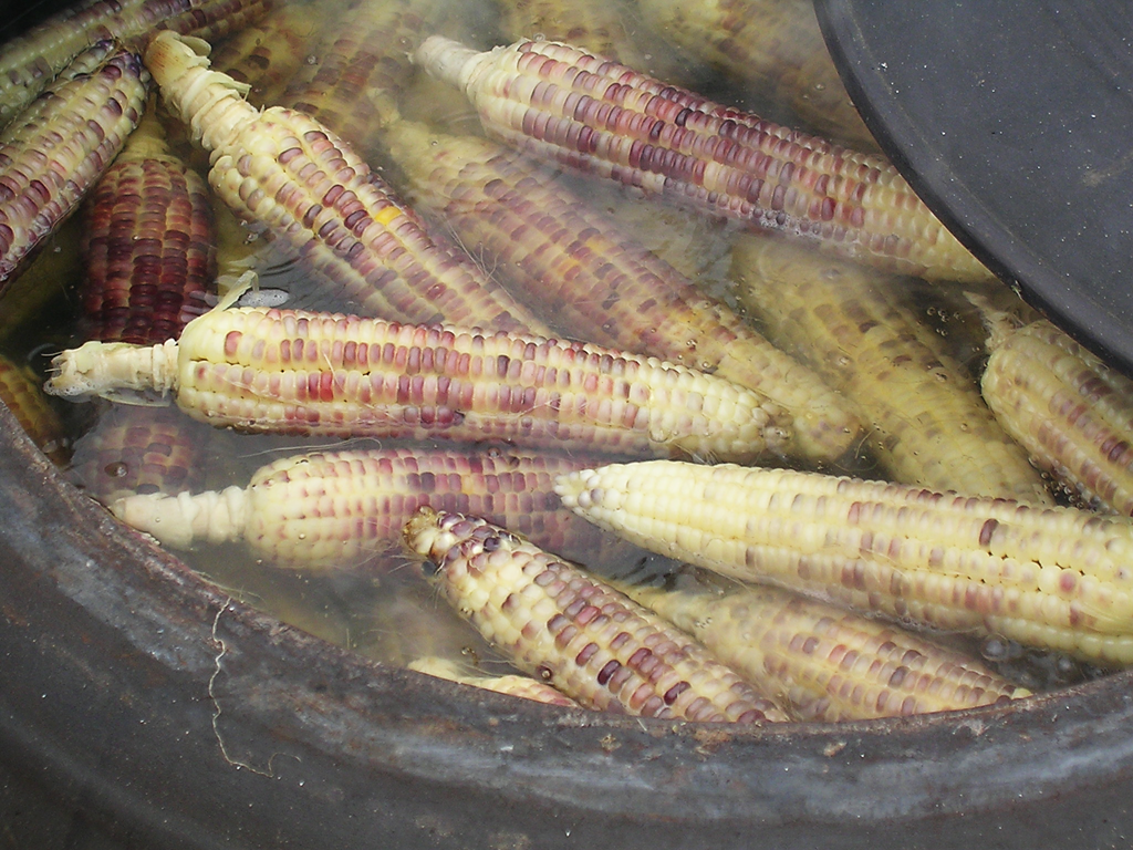 🌽 옥수수 맛있게 찌는(삶는) 법 A to Z: 초보도 실패 없는 꿀팁부터 효능, 쓰레기 분리배출까지!