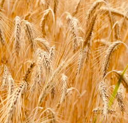 카무트 효소 효능 및 먹는법 총정리