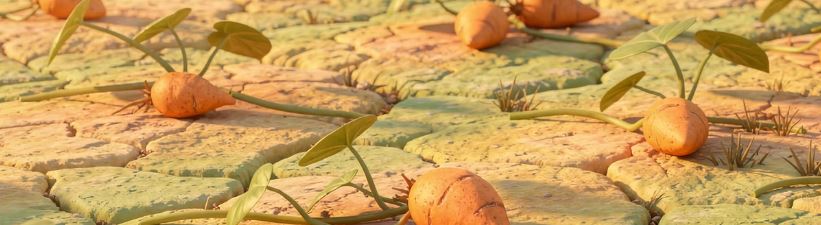 고구마 수확시기