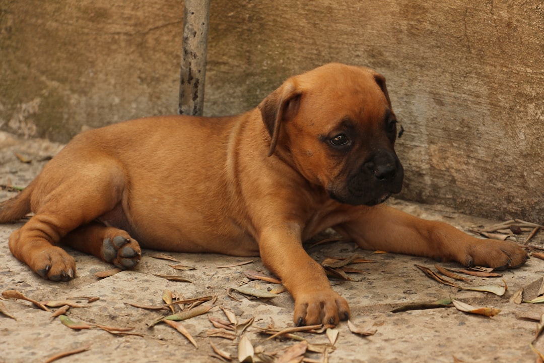 Boxer.