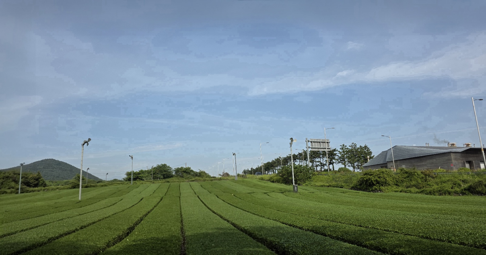 오셜록 티뮤자엄 녹차밭