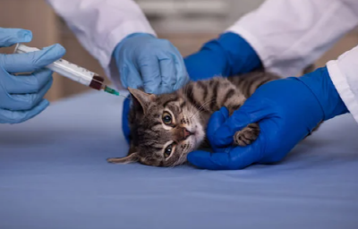 고양이-예방접종