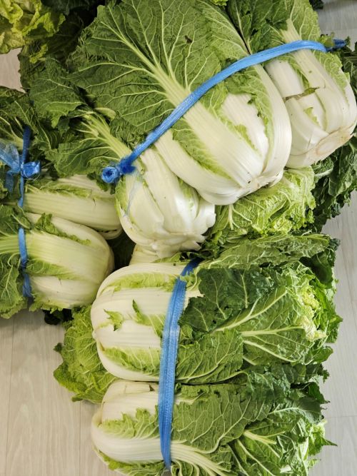 2024 올해김장배추(3)