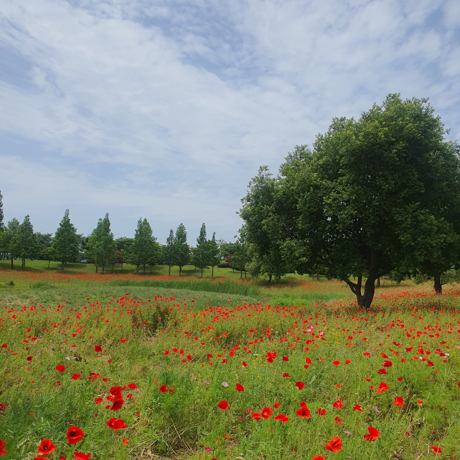 순천만국가정원숙박