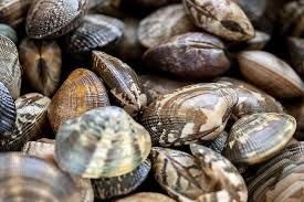 바지락