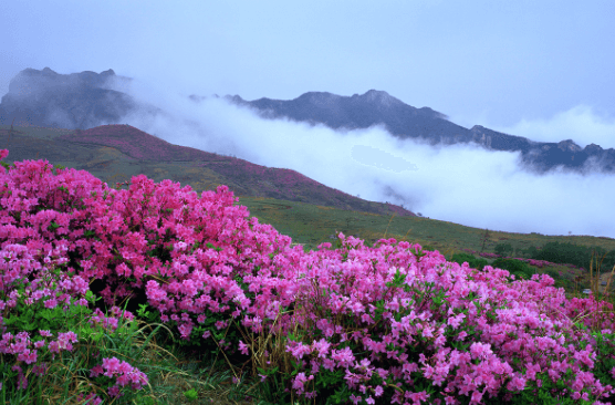 전국 4월 철쭉 축제 일정 총정리