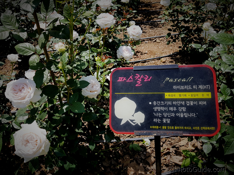 파스칼리