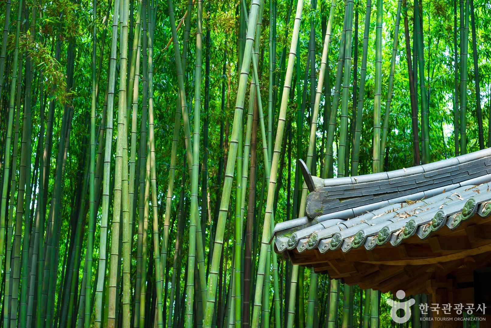 담양 죽녹원 입장료