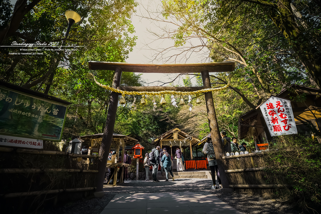 #일본 #교토 #신사 #대나무 #일본여행