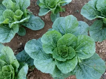 배추 재배 정식 시기 석회 뿌리기 벌레 예방_9