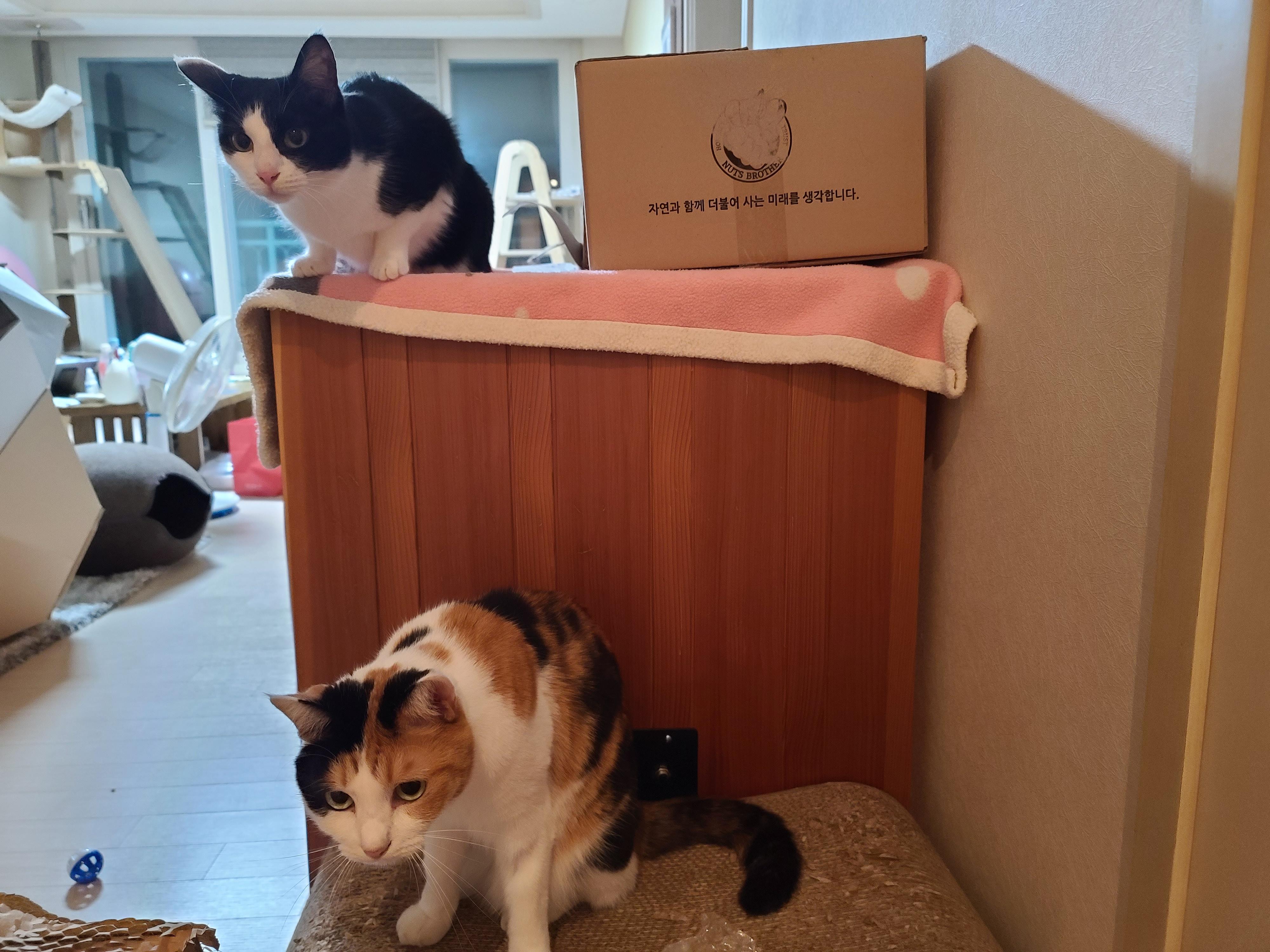 아이들의 호기심을 자극하는 장난감이 택배에 딸려왔다!