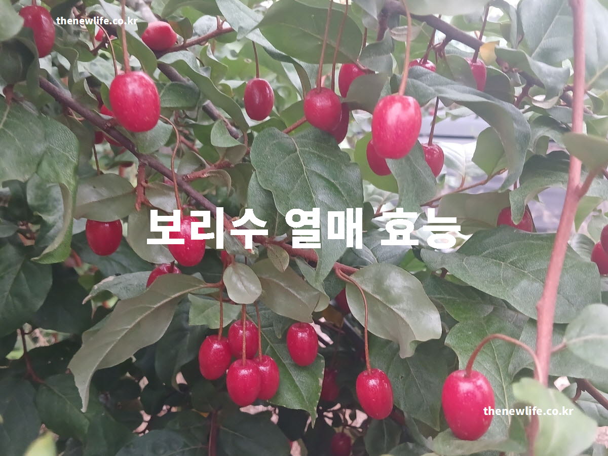 보리수 열매 효능 대표 실사진