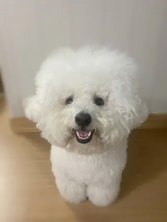 비숑 프리제 분양가격 종류 미니비숑 성격_21