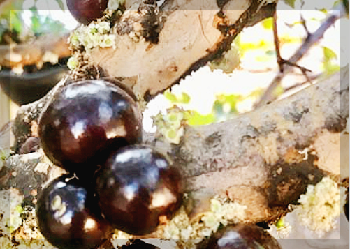 자보티카바 효능 경험담&amp;#44; 후기 및 먹는 법 제대로 알아보기