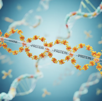 아르기닌의 효능