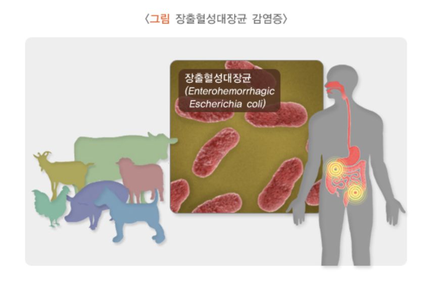 장출혈성 대장균 증상