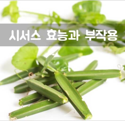 다이어트에 효과가 있다는 &amp;#39;시서스&amp;#39;의 5가지 효능 및 부작용 