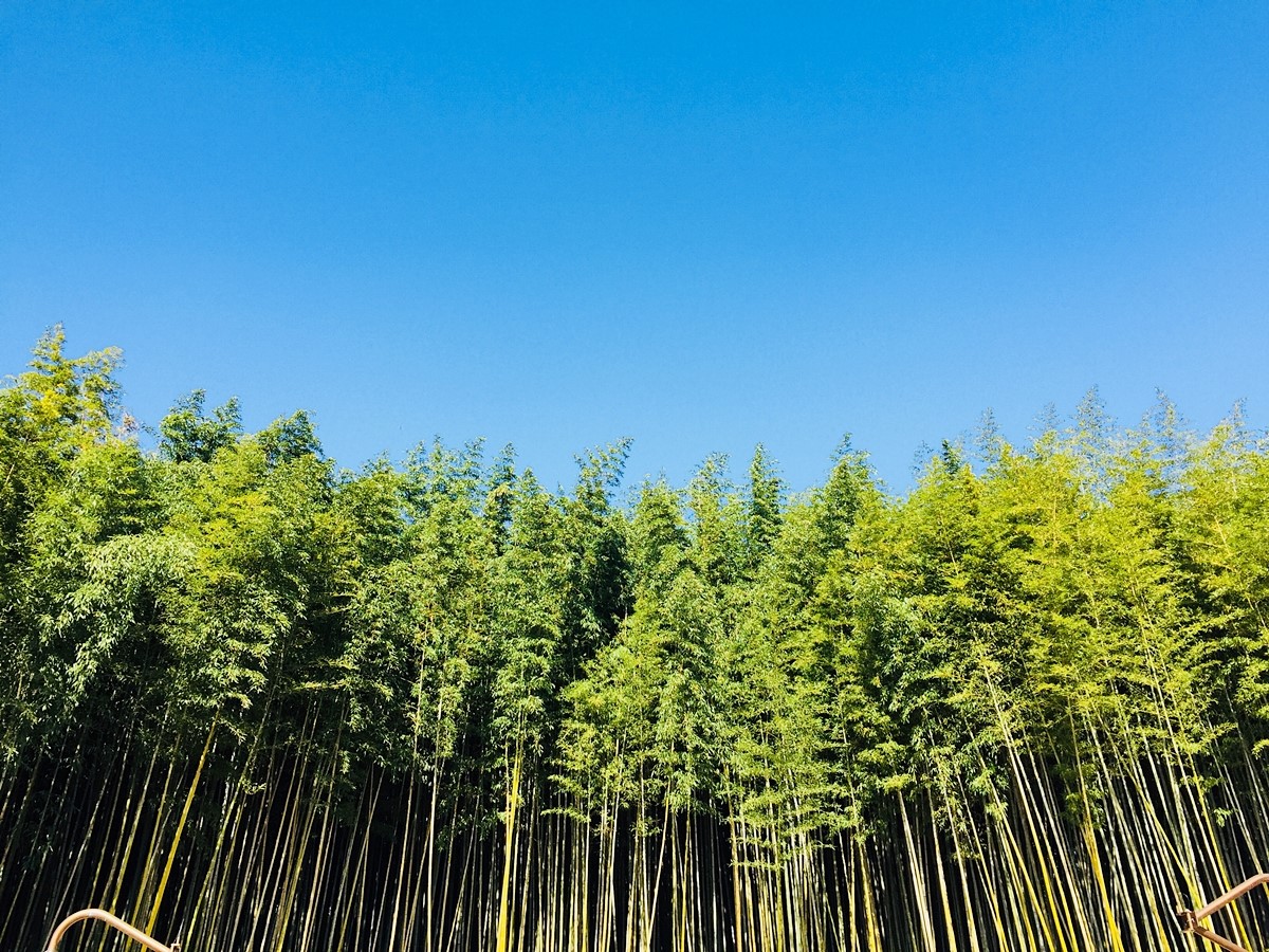 [5월 축제]2025년 담양대나무축제❘기간, 일정, 프로그램, 죽녹원
