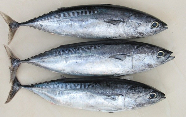 삼치의 효능 및 부작용