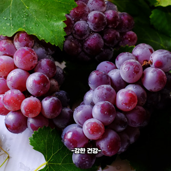 포도 효능