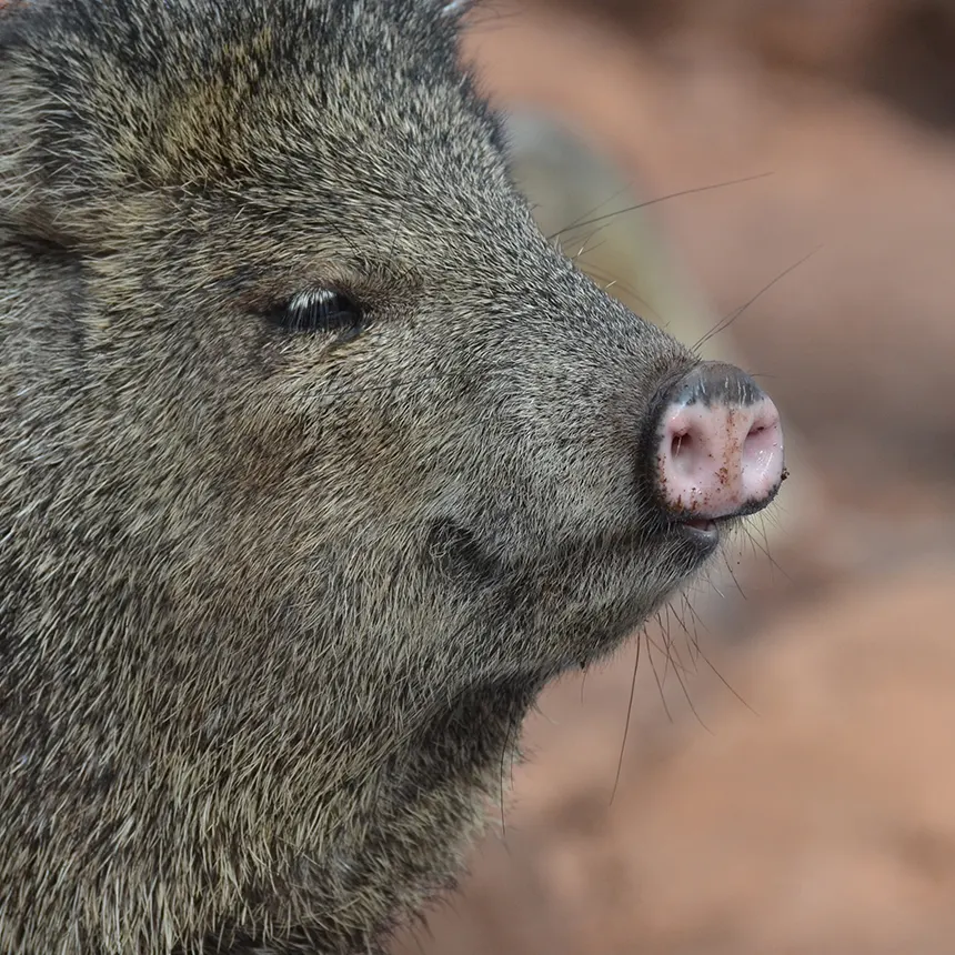 새끼 멧돼지 꿈해몽