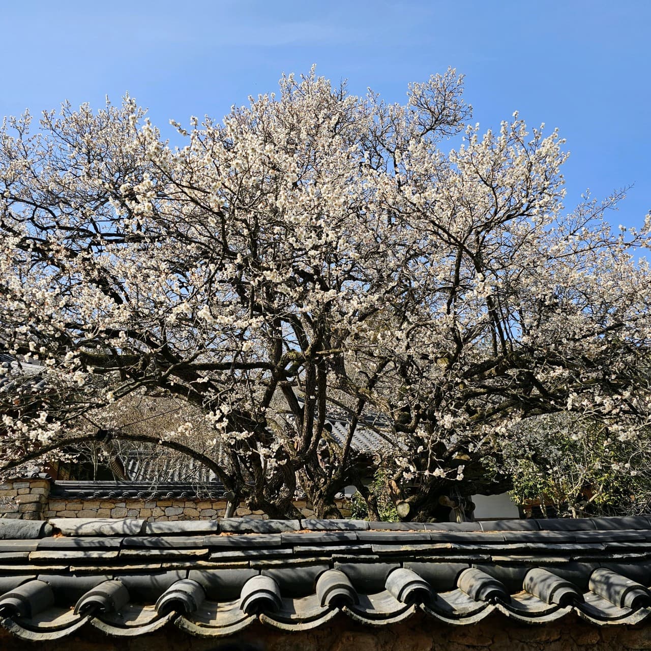 [4월 봄꽃 여행]순천 선암사❘진달래, 겹벚꽃, 홍매화, 개화시기
