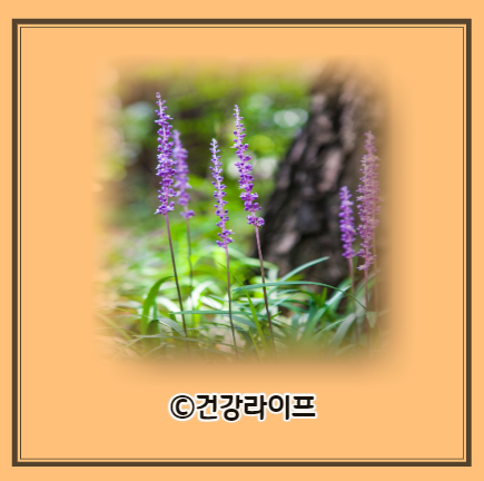 맥문동 효능, 맥문동 부작용, 맥문동 먹는방법