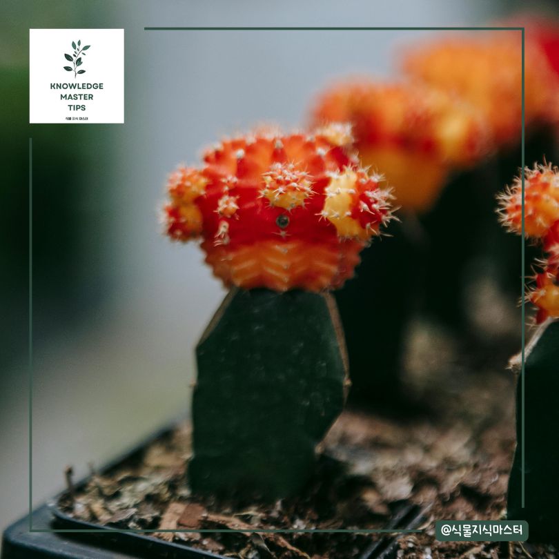 짐노칼리시움, 초보자도 쉽게 따라 할 수 있는 팁