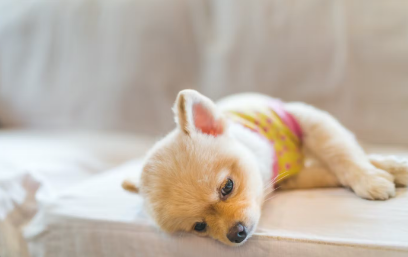 강아지가 스트레스로 걸리기 쉬운 병 증상.