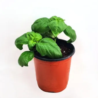 바질 키우기 물주기 수확시기 가지치기 향 유지 실내 허브 가이드_4