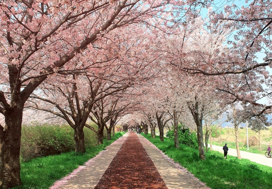 삼락생태공원 벚꽃길