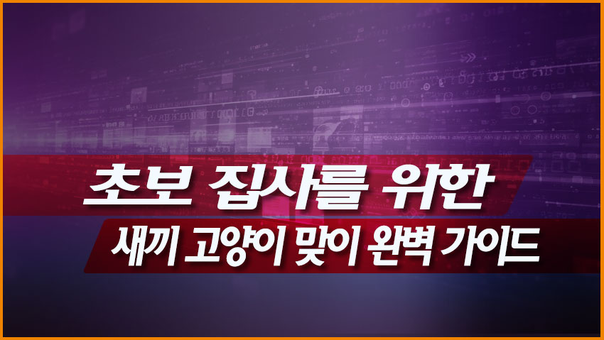 초보 집사를 위한 새끼 고양이 맞이 완벽 가이드