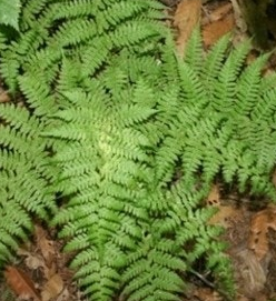 고사리 효능과 부작용 고르는법 칼로리