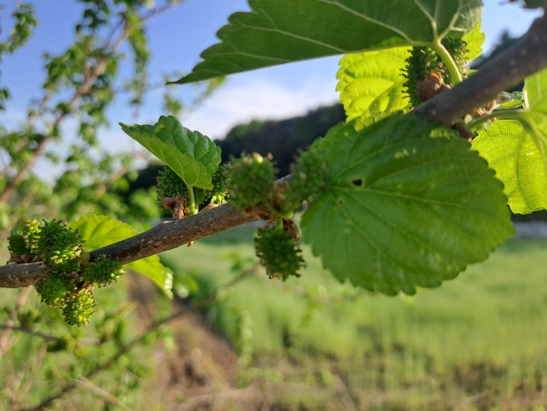 뽕나무 열매 오디