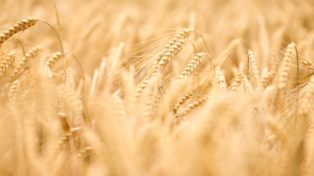 Barley